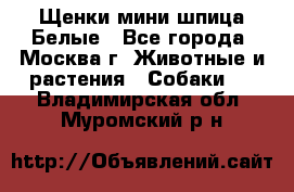 Щенки мини шпица Белые - Все города, Москва г. Животные и растения » Собаки   . Владимирская обл.,Муромский р-н